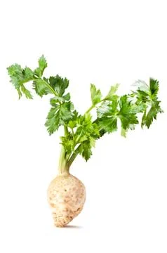 Celery on a white background Stock Photos