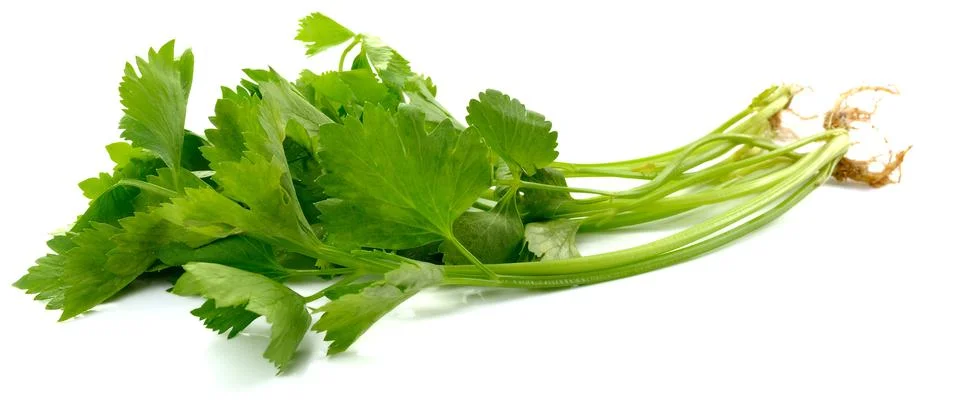 Celery on White Background Stock Photos