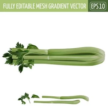 Celery on white background. Vector illustration Illustrazione stock