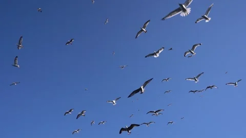 Celestial Celebration: Seagulls Soaring with Glee Video stock 247894661