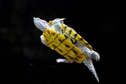 Celestial Drifter: The Painted Silence Stock Photos