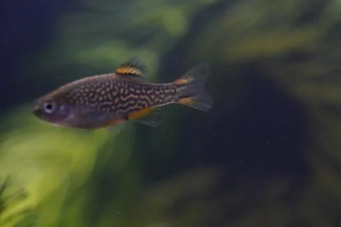 Celestial Pearl Danio Fish Close Up Stock Photos