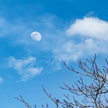 Celestial Silence - Moon in Cloudy Blue Day Sky with Bare Tree Branches  Sq.. Stock-Fotos