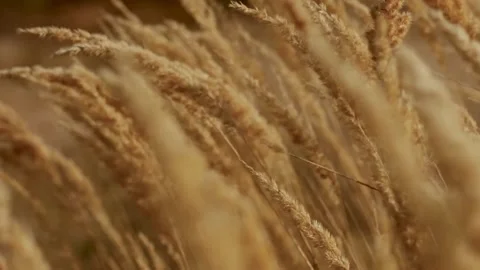 Celestial Symphony: The Mesmerizing Beauty of Wheat Grains Unveiled Stock Footage 244955013
