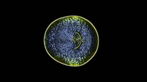 Cell 006: A Microscopic Single Cell Video stock 166751612