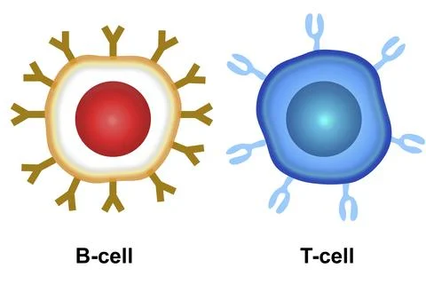 Cell of adaptive immune system Stock Illustration
