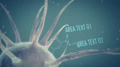 Cell Stock After Effects