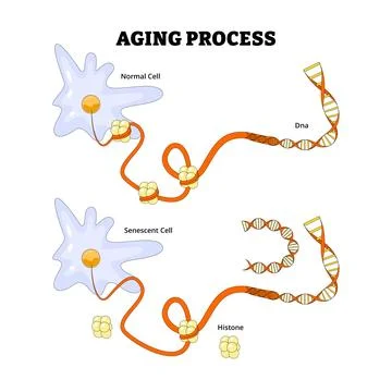 Cell Aging Process into cells, labeled histone, senescent cell, dna. Aging .. Stock Illustration