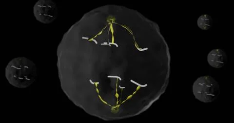 Cell in anaphase Illustrazione stock