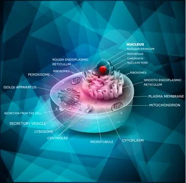 Cell anatomy beautiful design Stock Illustration