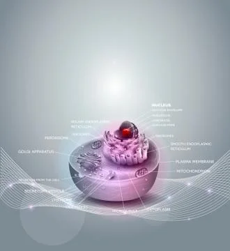 Cell anatomy grey background Stock Illustration