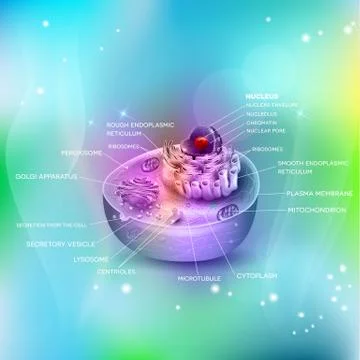 Cell anatomy Stock Illustration