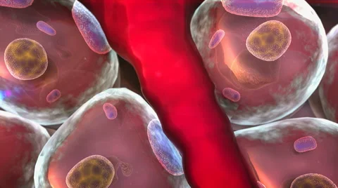 Cell, artery Video stock 43386409