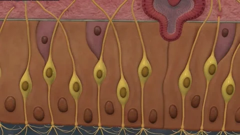 Cell Body of Olfactory Sensory Neuron Stock Footage 252023942