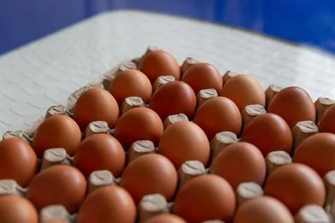 Cell of brown chicken eggs Stock Photos