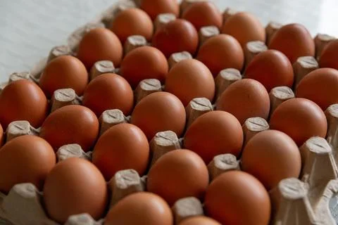 Cell of brown chicken eggs Stock Photos