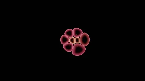 Cell Colony Proliferates Rapidly To Fill The Entire Field Stock-Footage 344512592