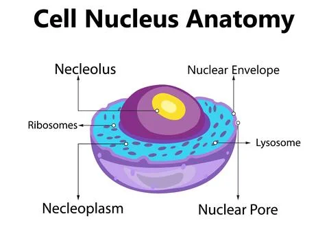 Cell cross section structure detailed, colorful anatomy with description Stock Illustration