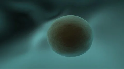 CELL CYCLE VIA BINARY FISSION Stock Footage 43051115