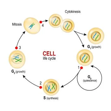 Cell Cycle. Checkpoints: DNA damage, Spindle checkpoint, Restriction point. Stock Illustration