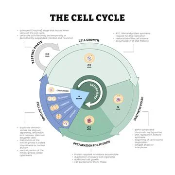 The cell cycle diagram process, growth, mitosis, synthesis and division sta.. Stock Illustration