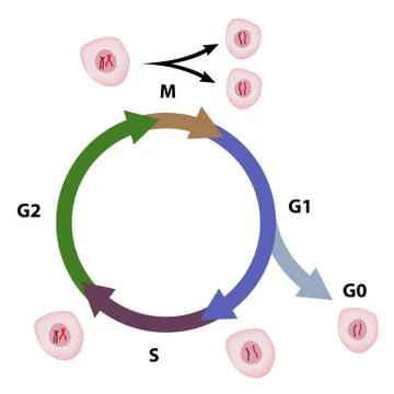 Cell cycle Stock Illustration