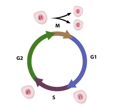 Cell cycle Stock Illustration