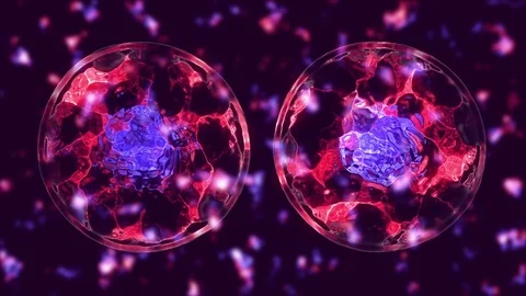 Cell divide Stock Footage 84171492