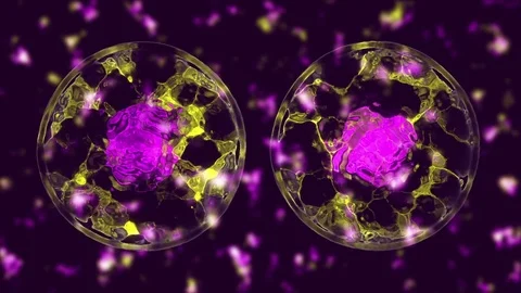 Cell divide Stock Footage 84173649