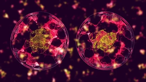 Cell divide Stock Footage 84175000