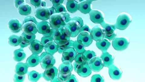 Cell Division and Growth, process by which a parent cell divides into two or mor Stock Illustration