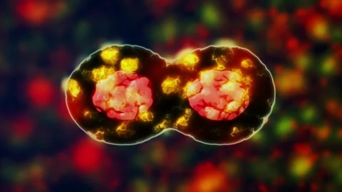 Cell division and nuclear division, Cell division is the means of reproductio Stock Footage 263430559