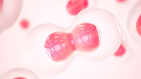 Cell division. Cells dividing under the microscope. Cloning cells. Mitosis in pr Stock Footage 220547002