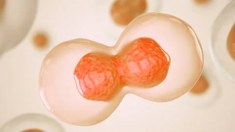 Cell division. Cells dividing under the microscope. Cloning cells. Mitosis in pr Stock Footage 221191082