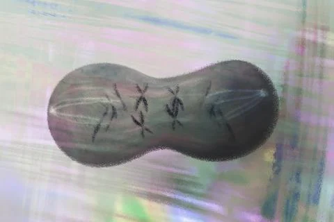 Cell division is a core biological process that ensures the growth and Illustrazione stock