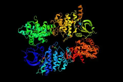Cell division cycle 2-like protein kinase 5, a member of the cyclin-depende.. Stock Illustration