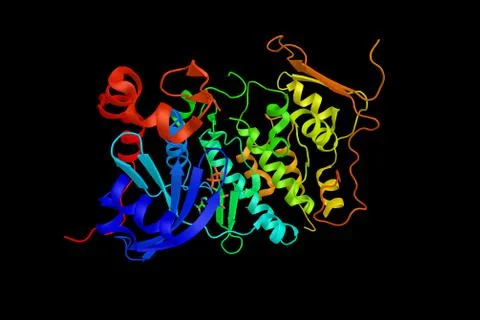 Cell division cycle 7-related protein kinase, involved in regulation of the.. Stock Illustration