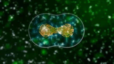 Cell Division dark green background 4K. Medical and science concept 3D video. Stock Footage 86135212