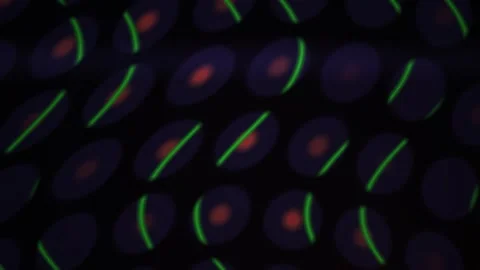 Cell Division Dynamic Pattern with Green Fluorescent Markers and Red Nuclei.. Stock Footage 343692304