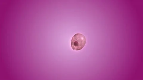 Cell Division Stock Footage 10891119