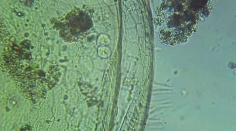 Cell Division Stock Footage 57645250