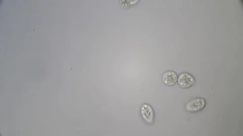 Cell division Stock Footage 58207067
