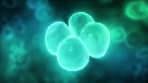 Cell Division Stock Footage 91614621