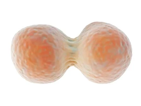 Cell division Stock Illustration
