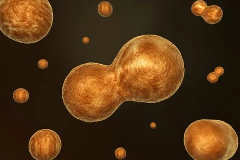 Cell Division. Stock Illustration