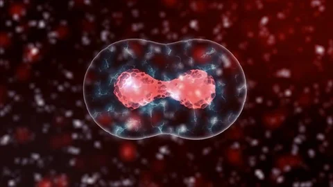 Cell division microbiology with, cells or bacteria under microscope, popular Stock Footage 84126174