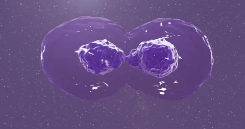 Cell division. Mitosis in process. Video stock 146456348