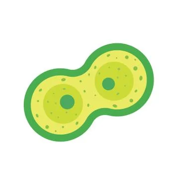Cell division, mitosis vector illustration Stock Illustration