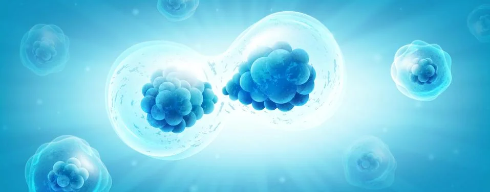 Cell division or cell connection, the microbiological process of reproduction of Stock Illustration