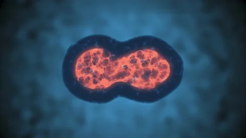 Cell Division or Cloning Cells Stock Footage 197899155
